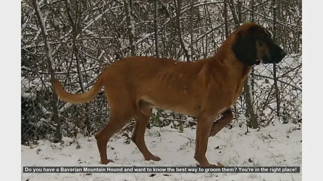 Video thumbnail for Ultimate Guide to Grooming Your Bavarian Mountain Hound