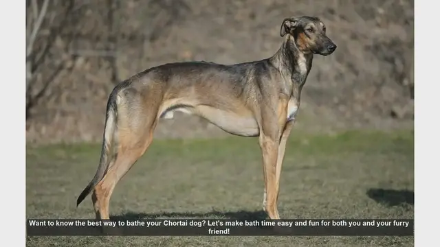Video thumbnail for How to Bathe Your Chortai Dog: Easy and Fun Tips!