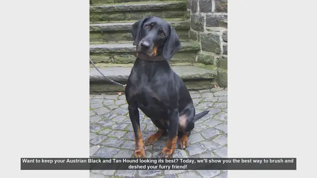 Video thumbnail for How to Brush and Deshed Your Austrian Black and Tan Hound