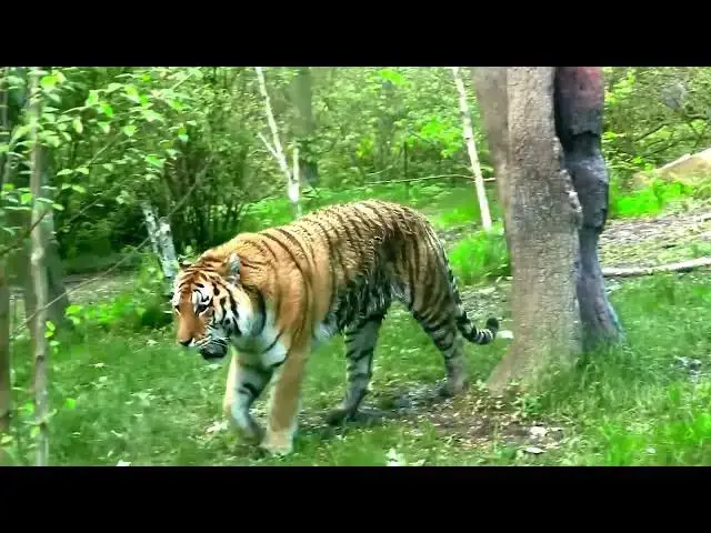 Video thumbnail for How Do Tigers Communicate in Open Grasslands?