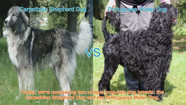 Video thumbnail for Comparing Carpathian Shepherd Dog and Portuguese Water Dog
