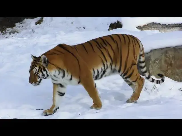 Video thumbnail for How Do Tigers Respond to Drones and Camera Traps?