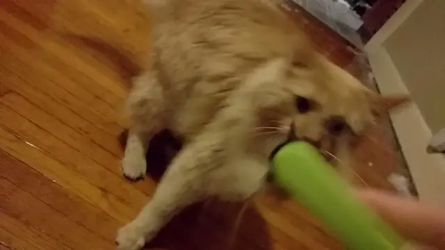 Video thumbnail for Parker Vs Brush | Parker The Cat