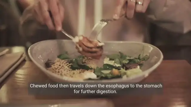 Video thumbnail for The Digestive Process - A Step-by-Step Guide