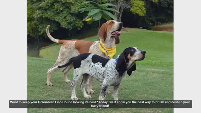 Video thumbnail for How to Brush and Deshed Your Colombian Fino Hound