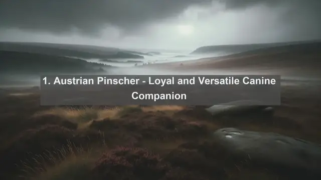 Video thumbnail for Discover Austria's Most Beloved Pets: Top 10 Favorites Revealed!