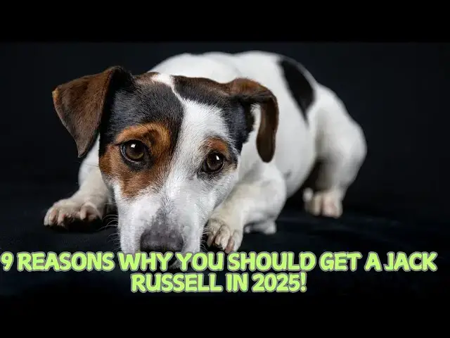 Video thumbnail for 9 Reasons Why You Should Get a Jack Russell in 2025! 🐕