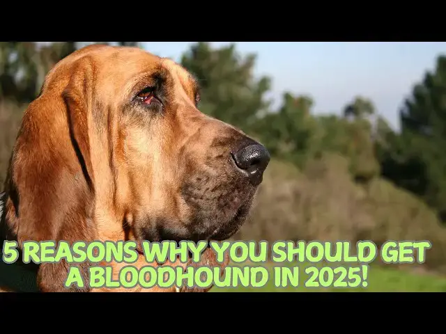 Video thumbnail for 5 Reasons Why You Should Get a Bloodhound in 2025! 👃❤️
