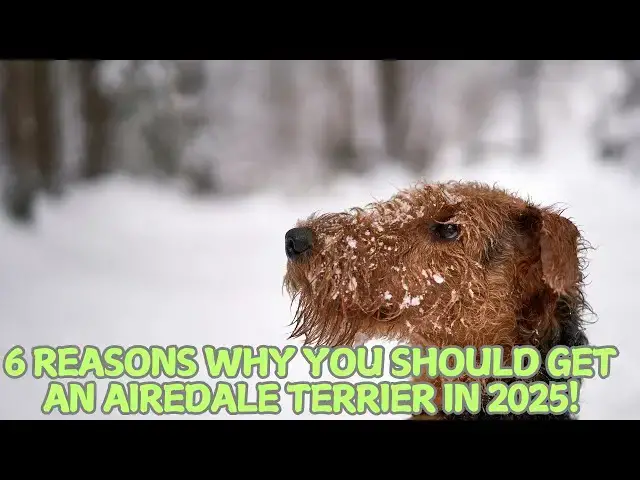 Video thumbnail for 6 Reasons Why You Should Get an Airedale Terrier in 2025! 🐶✨