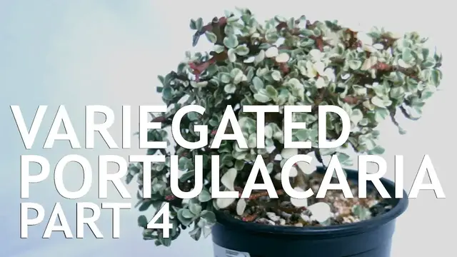 'Video thumbnail for Variegated Dwarf Jade (Portulacaria Afra) Bonsai, 4'