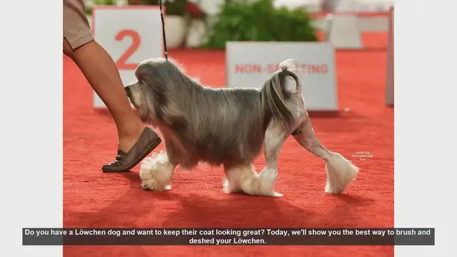 Video thumbnail for How to Brush and Deshed Your Löwchen Dog: Step-by-Step Guide