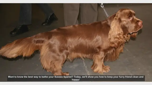 Video thumbnail for How to Bathe Your Sussex Spaniel: Step-by-Step Guide