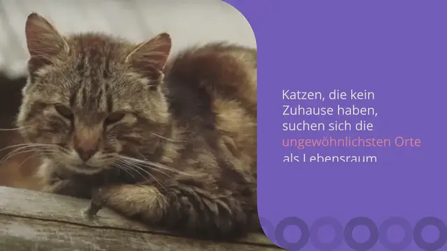 Video thumbnail for Katze lebt im Abwasserkanal: Als sie Junge wirft, ist darunter ein ganz besonderes Kätzchen