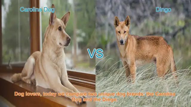 Video thumbnail for Carolina Dog vs. Dingo: A Comparative Analysis