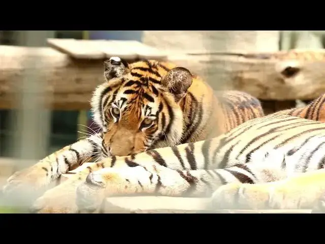 Video thumbnail for How Do Tigers React to New Animals in Their Territory?