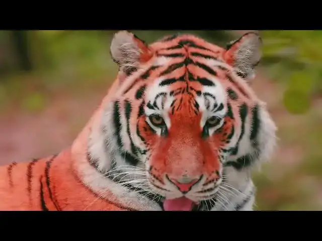 'Video thumbnail for How Do Tigers Respond to Seasonal Prey Availability?'