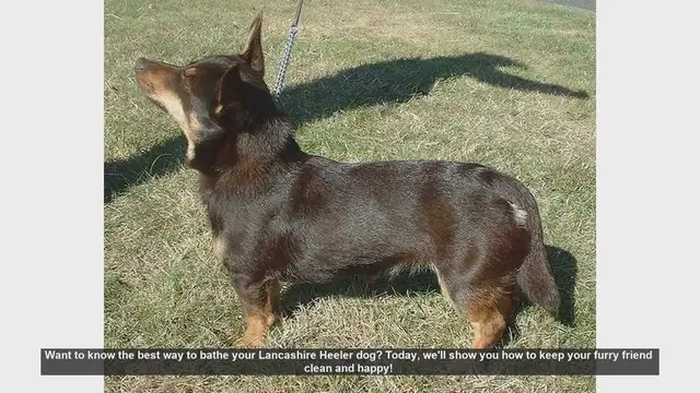 Video thumbnail for How to Bathe Your Lancashire Heeler: Step-by-Step Guide