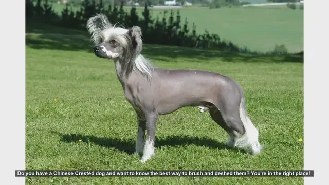 Video thumbnail for How to Brush and Deshed Your Chinese Crested Dog