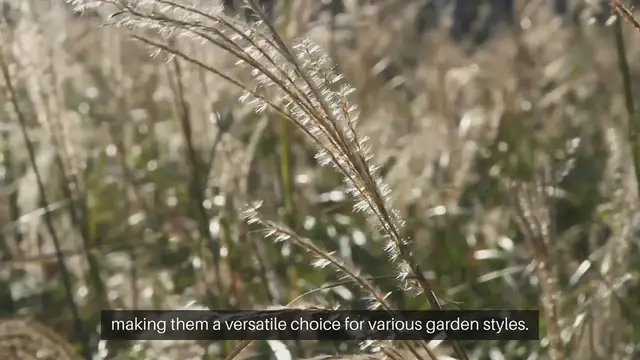 Video thumbnail for Best Ornamental Grasses For Landscaping