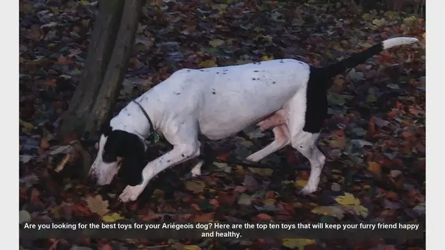 Video thumbnail for Top 10 Toys to Keep Your Ariégeois Dog Happy and Healthy