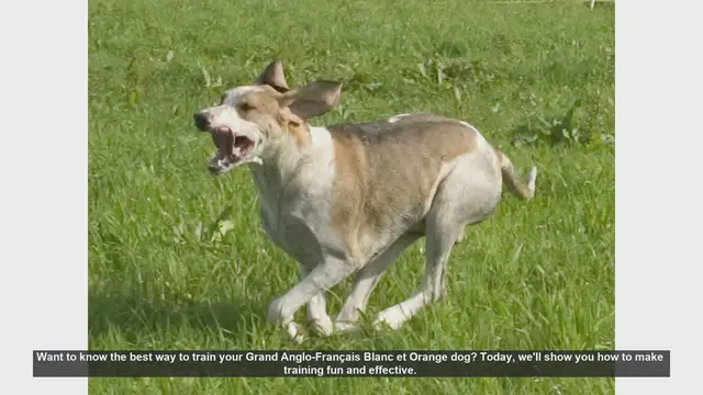 Video thumbnail for Effective Training Tips for Your Grand Anglo-Français Blanc et Orange Dog