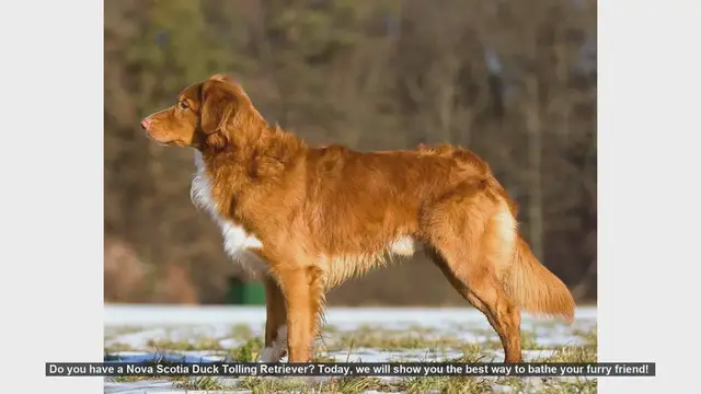 Video thumbnail for How to Bathe Your Nova Scotia Duck Tolling Retriever: Step-by-Step Guide