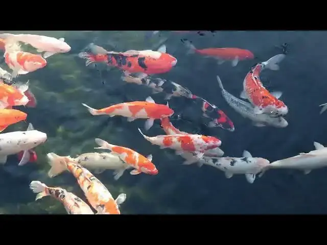 Video thumbnail for UV Sterilizers for Koi Ponds: Preventing Fish Diseases