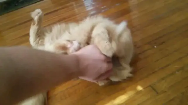 Video thumbnail for Parker hugglebites | Parker The Cat