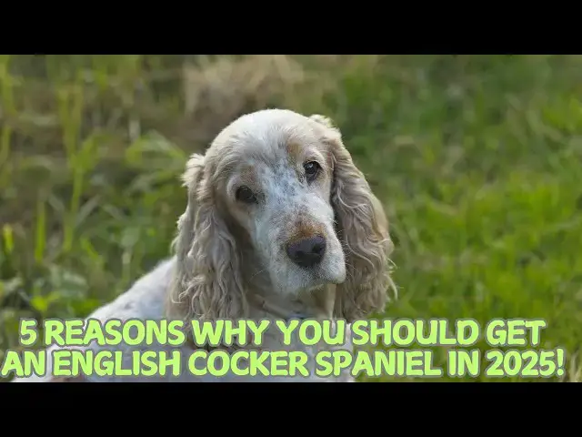 Video thumbnail for 5 Reasons Why You Should Get an English Cocker Spaniel in 2025! 🌟