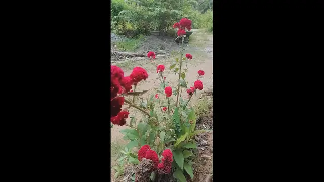 Video thumbnail for red rose flower