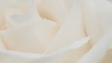 'Video thumbnail for Exploring 25 Types of Tiny White Flowers: A Floral Journey'