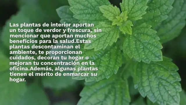 Video thumbnail for Las 11 mejores plantas de interior aromáticas para perfumar y decorar tu hogar