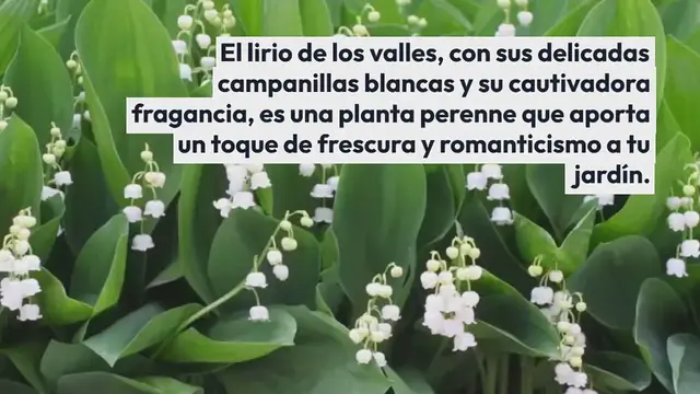 Video thumbnail for Plantar lirio de los valles: la guía completa para hacer que tu jardín florezca con felicidad y dulzura