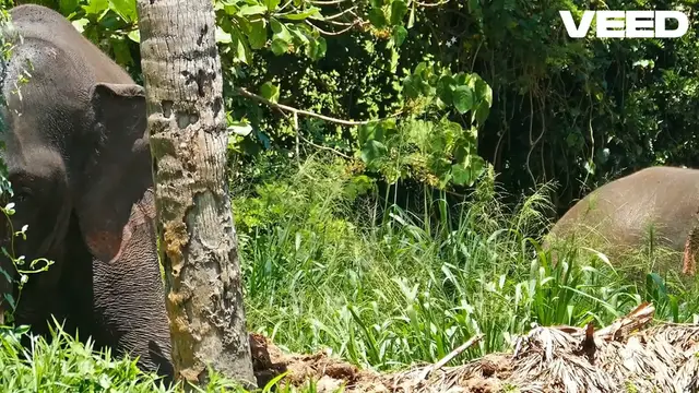 'Video thumbnail for Discover the Majestic World of Elephants'