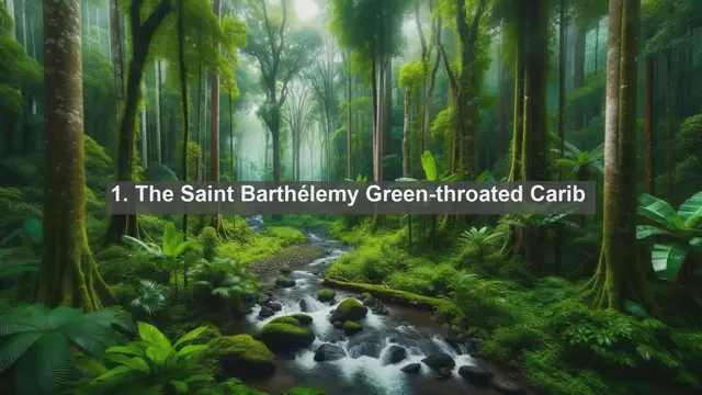 Video thumbnail for Wings of Saint Barthélemy: Explore the Top 10 Native Birds of this Caribbean Paradise