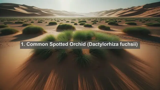 Video thumbnail for Embracing Belgium's Botanical Heritage: Top 10 Native Plants Revealed