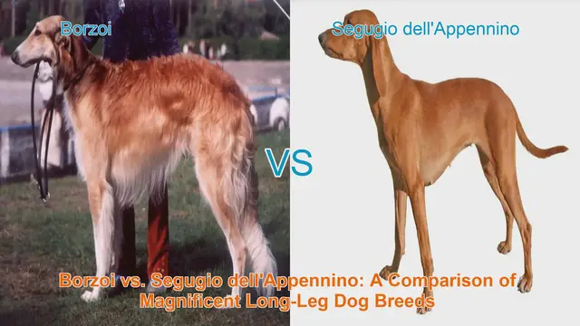 Video thumbnail for Borzoi vs. Segugio dell'Appennino: A Comparison of Magnificent Long-Leg Dog Breeds