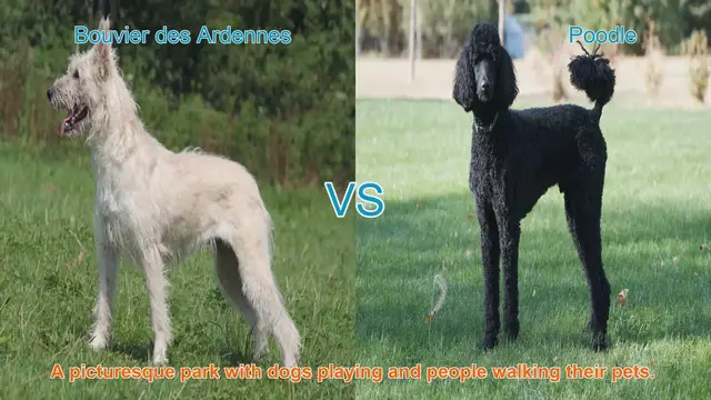 Video thumbnail for Bouvier des Ardennes vs. Poodle: A Comprehensive Breed Comparison