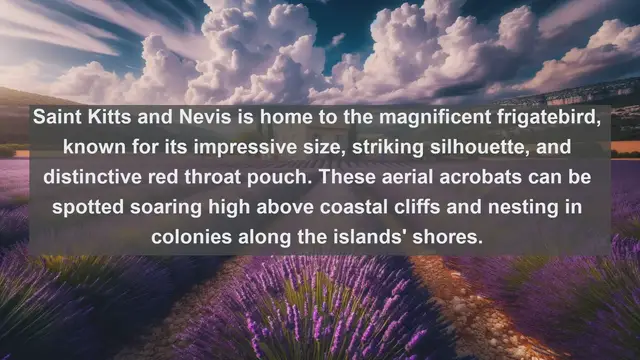 Video thumbnail for Discovering the Avian Jewels: Top 10 Native Birds in Saint Kitts and Nevis