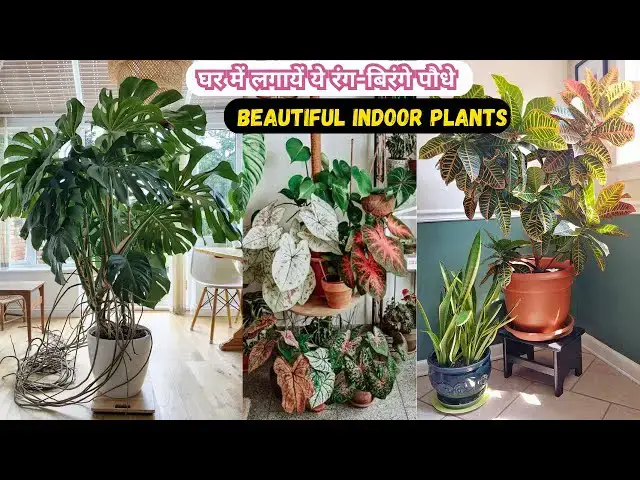 'Video thumbnail for खूबसूरत पत्तियों बाले बेहतरीन Indoor Plants | Best Foliage Plants with Colorful Leaves In Hindi'
