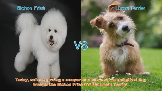 Video thumbnail for Bichon Frisé vs. Lucas Terrier: A Comprehensive Comparison