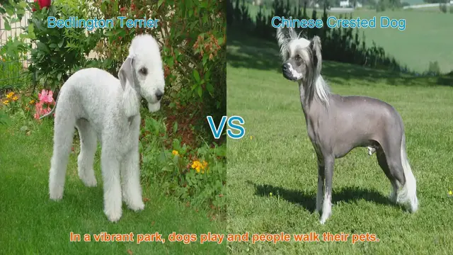 Video thumbnail for Bedlington Terrier vs. Chinese Crested Dog: A Breed Comparison