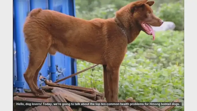 Video thumbnail for Top 10 Common Health Problems in Hmong Bobtail Dogs