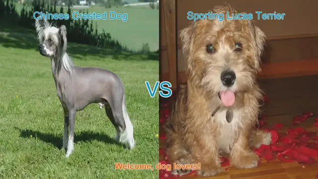 Video thumbnail for Chinese Crested Dog vs. Sporting Lucas Terrier: A Breed Comparison