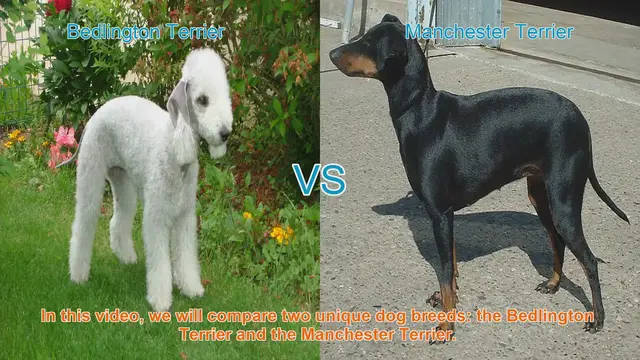 Video thumbnail for Bedlington Terrier vs. Manchester Terrier: A Breed Comparison