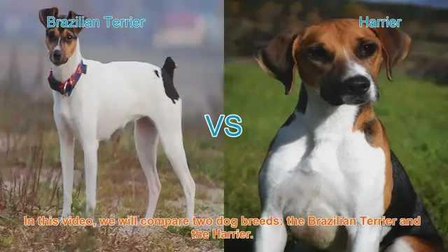 Video thumbnail for Brazilian Terrier vs. Harrier: A Breed Comparison