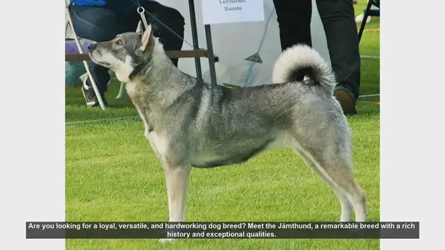 Video thumbnail for Meet the Jämthund: The Loyal and Versatile Swedish Elkhound