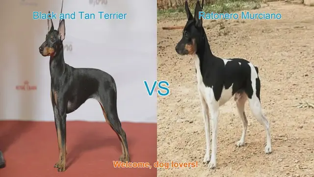 Video thumbnail for Comparing Black and Tan Terrier vs. Ratonero Murciano: A Guide for Dog Lovers