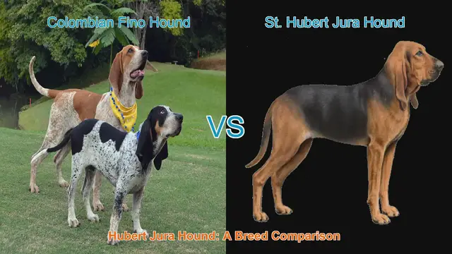 Video thumbnail for Colombian Fino Hound vs. St. Hubert Jura Hound: A Breed Comparison