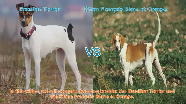 Video thumbnail for Brazilian Terrier vs. Chien Français Blanc et Orange: A Breed Comparison